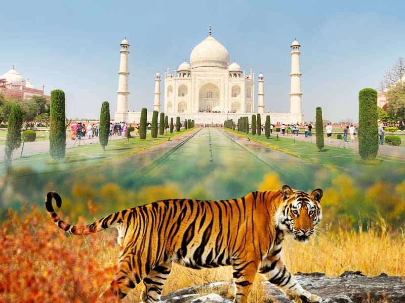 Wildlife Tour With Taj Mahal